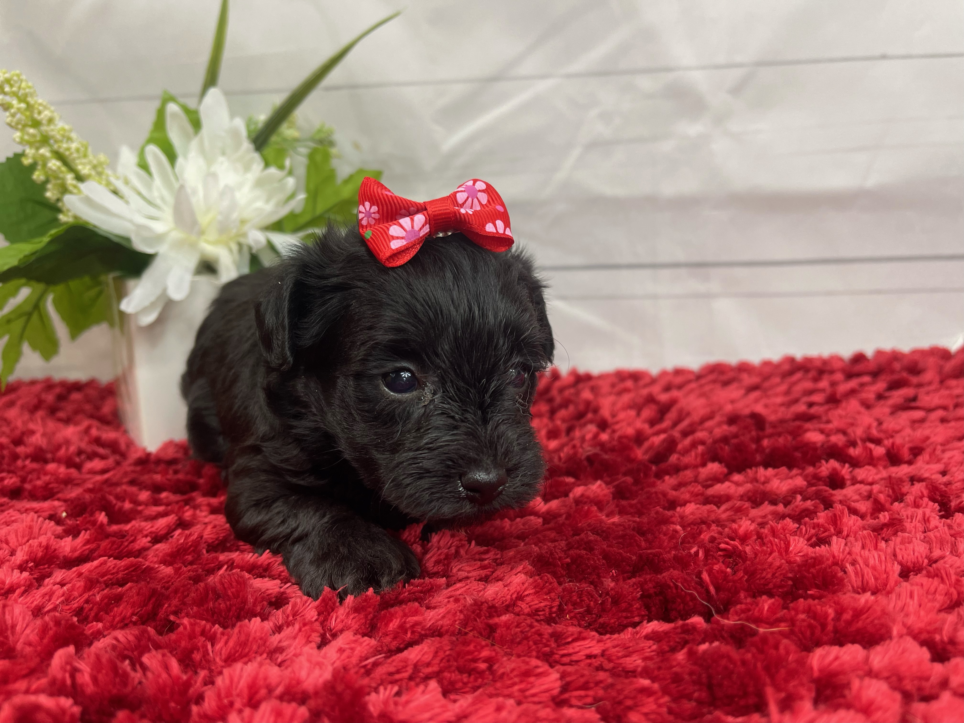 puppy, for, sale, Yorkiepoo, Alisa  Breedlove, dog, breeder, Waynesville, MO, dog-breeder, puppy-for-sale, forsale, nearby, find, puppyfind, locator, puppylocator, aca